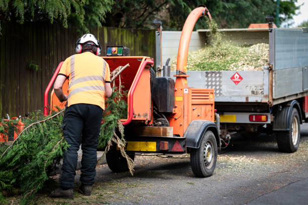 How Our Tree Care Process Works  in  Limestone Creek, FL