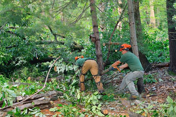 Best Firewood Processing and Delivery  in Limestone Creek, FL